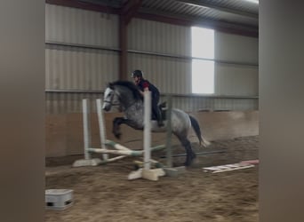 Connemara, Hongre, 4 Ans, 154 cm, Gris