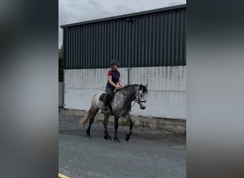 Connemara, Hongre, 4 Ans, 154 cm, Gris