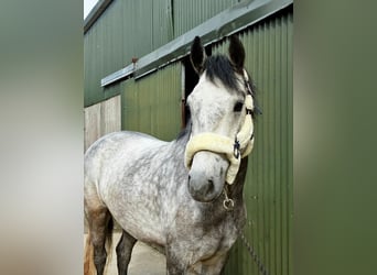 Connemara, Hongre, 4 Ans, 154 cm, Gris