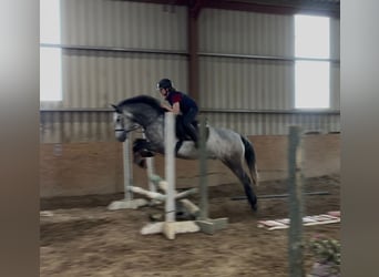 Connemara, Hongre, 4 Ans, 154 cm, Gris