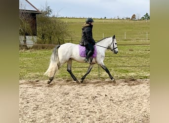 Connemara, Hongre, 4 Ans, 154 cm, Gris pommelé
