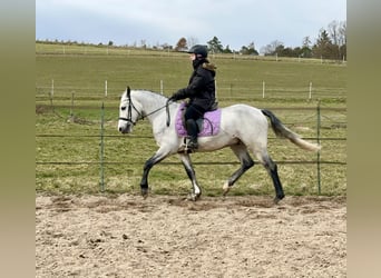 Connemara, Hongre, 4 Ans, 154 cm, Gris pommelé