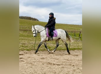 Connemara, Hongre, 4 Ans, 154 cm, Gris pommelé