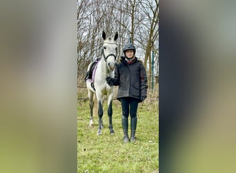 Connemara, Hongre, 4 Ans, 154 cm, Gris pommelé