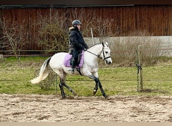 Connemara, Hongre, 4 Ans, 154 cm, Gris pommelé