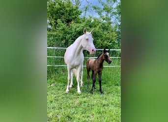 Connemara, Hongre, 4 Ans, 154 cm, Gris pommelé