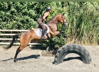 Connemara, Hongre, 4 Ans, 155 cm, Bai
