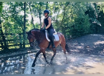 Connemara, Hongre, 4 Ans, 155 cm, Bai