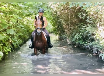 Connemara, Hongre, 4 Ans, 155 cm, Bai