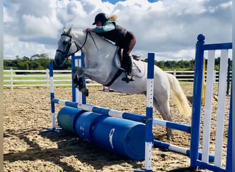 Connemara, Hongre, 4 Ans, 155 cm, Gris