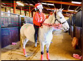 Connemara, Hongre, 4 Ans, 155 cm, Gris