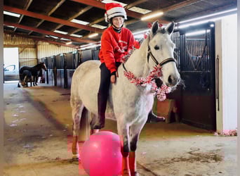 Connemara, Hongre, 4 Ans, 155 cm, Gris