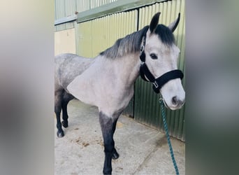Connemara, Hongre, 4 Ans, 155 cm, Gris