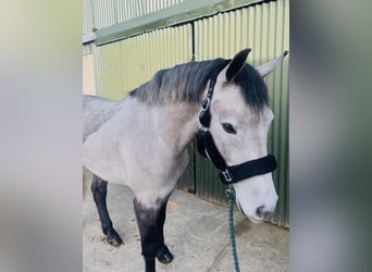 Connemara, Hongre, 4 Ans, 155 cm, Gris