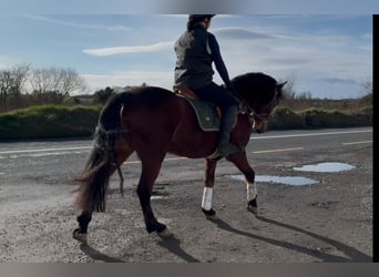 Connemara, Hongre, 4 Ans, 155 cm, Gris