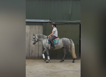 Connemara, Hongre, 4 Ans, 155 cm, Gris pommelé