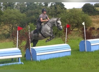 Connemara, Hongre, 4 Ans, 155 cm, Gris pommelé