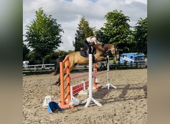 Connemara, Hongre, 4 Ans, 155 cm, Isabelle