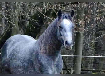 Connemara, Hongre, 4 Ans, 156 cm, Gris