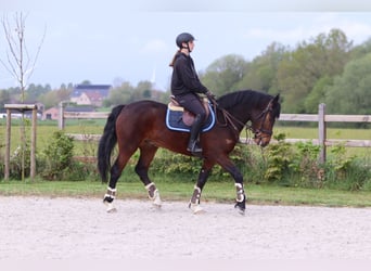 Connemara, Hongre, 4 Ans, 157 cm, Bai