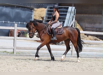 Connemara, Hongre, 4 Ans, 157 cm, Bai