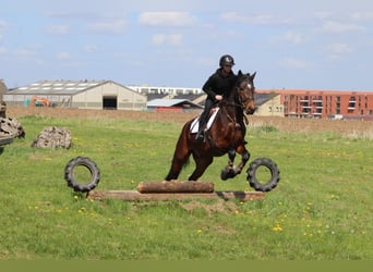 Connemara, Hongre, 4 Ans, 157 cm, Bai
