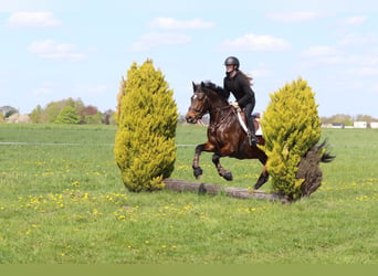 Connemara, Hongre, 4 Ans, 157 cm, Bai