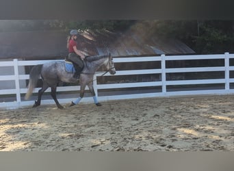 Connemara, Hongre, 4 Ans, 157 cm, Gris pommelé