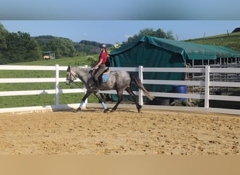 Connemara, Hongre, 4 Ans, 157 cm, Gris pommelé