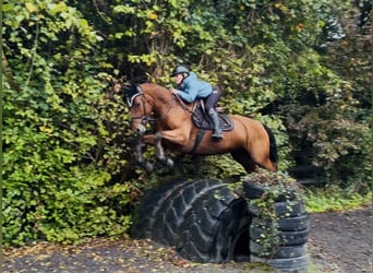 Connemara, Hongre, 4 Ans, 160 cm, Bai cerise