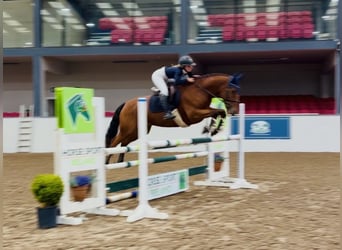 Connemara, Hongre, 4 Ans, 160 cm, Bai cerise