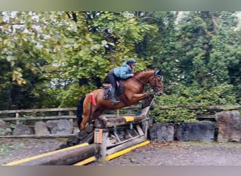 Connemara, Hongre, 4 Ans, 160 cm, Bai cerise