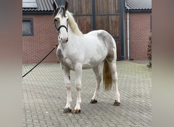 Connemara Croisé, Hongre, 4 Ans, 160 cm, Pinto