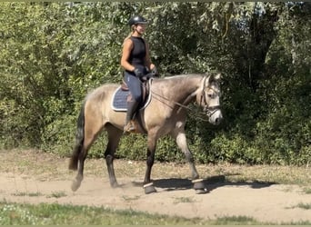 Connemara, Hongre, 4 Ans, 162 cm, Gris (bai-dun)
