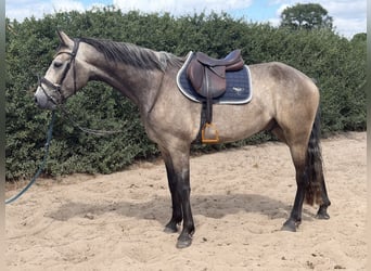 Connemara, Hongre, 4 Ans, 162 cm, Gris (bai-dun)