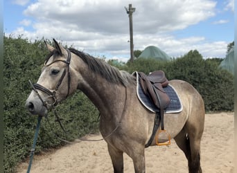 Connemara, Hongre, 4 Ans, 162 cm, Gris (bai-dun)