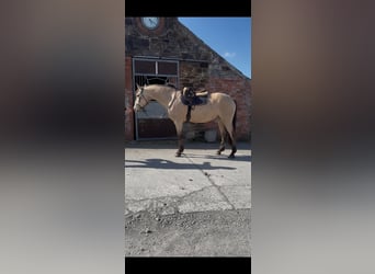 Connemara, Hongre, 4 Ans, 163 cm, Isabelle