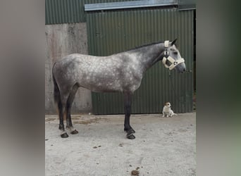 Connemara, Hongre, 4 Ans, Gris