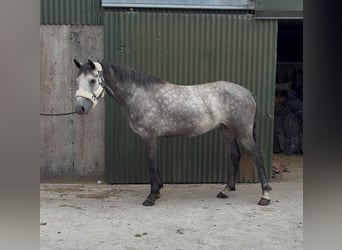 Connemara, Hongre, 4 Ans, Gris