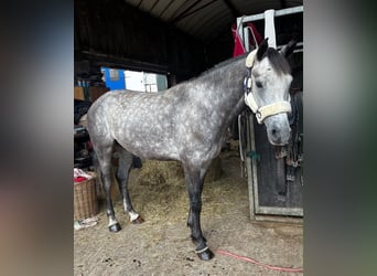 Connemara, Hongre, 4 Ans, Gris
