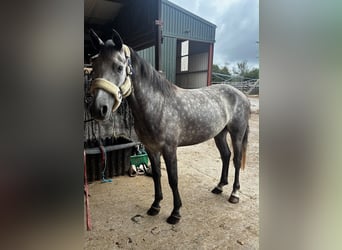 Connemara, Hongre, 4 Ans, Gris