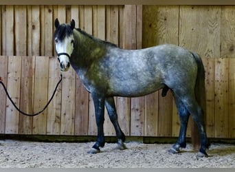 Connemara, Hongre, 5 Ans, 143 cm, Gris pommelé