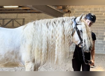 Connemara, Hongre, 5 Ans, 145 cm, Gris pommelé