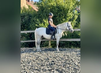 Connemara, Hongre, 5 Ans, 145 cm, Gris pommelé