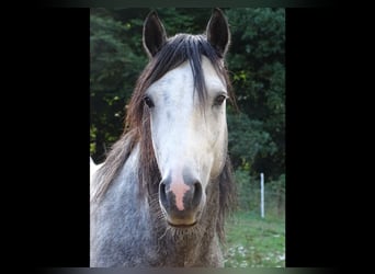 Connemara, Hongre, 5 Ans, 145 cm, Gris pommelé