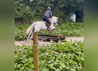 Connemara, Hongre, 5 Ans, 147 cm, Gris