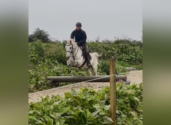 Connemara, Hongre, 5 Ans, 147 cm, Gris