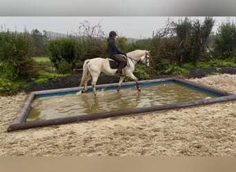 Connemara, Hongre, 5 Ans, 147 cm, Gris