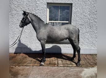 Connemara, Hongre, 5 Ans, 147 cm, Gris