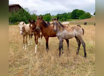 Connemara, Hongre, 5 Ans, 147 cm, Gris noir
